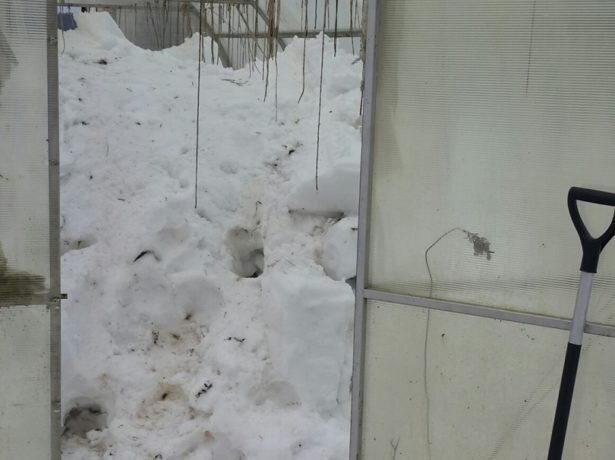 Об этом как раз говорят противники заполнения теплицы снегом.