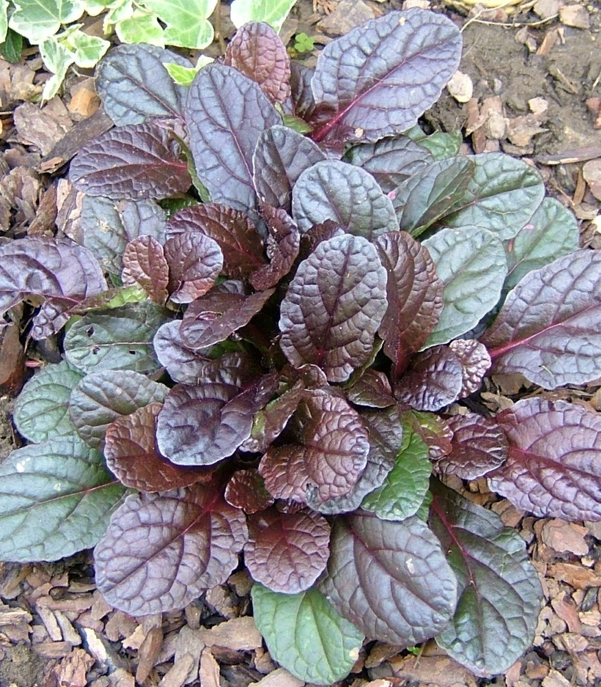 картинка из открытого доступа.