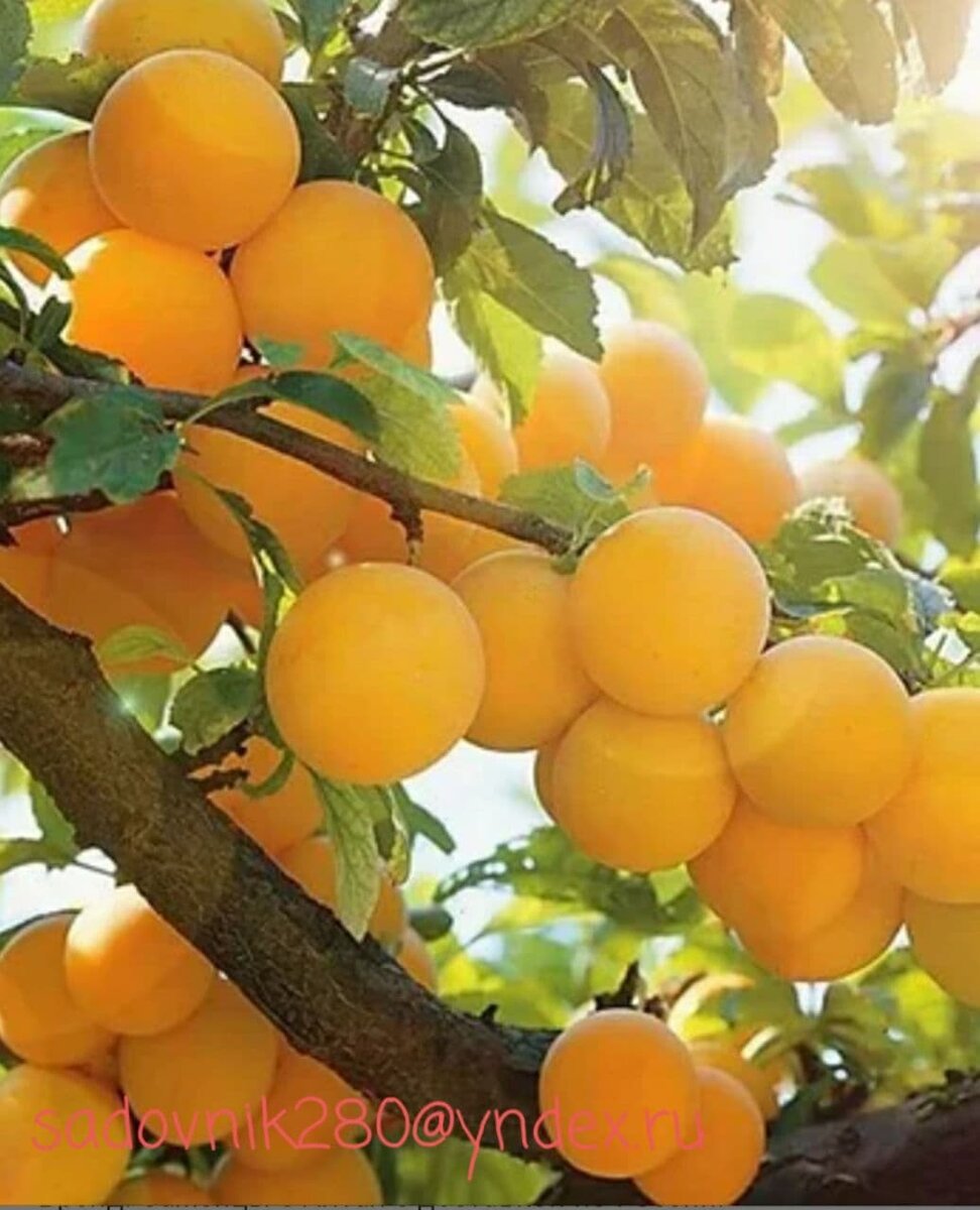 Похоже на алычу, но вкус другой.