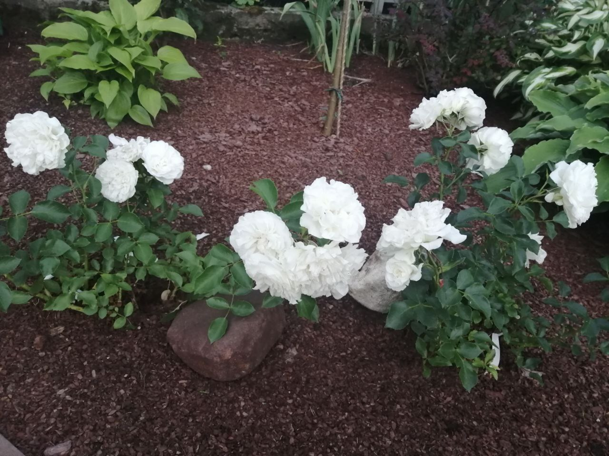 Мои почвопокрывные из "Русрозы". Первый год.