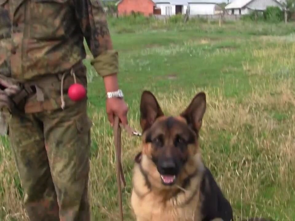 Скриншот одного очень забавного ролика в интернете