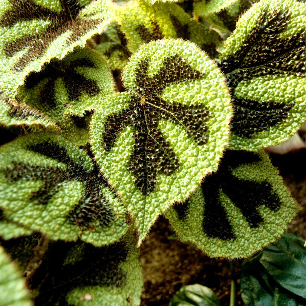 Такая вот расцветка листьев