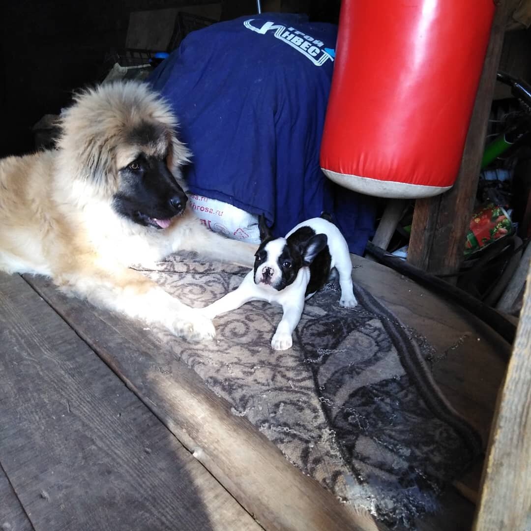 Наши Ася и Сеня, ещё совсем малютки наслаждаются летом