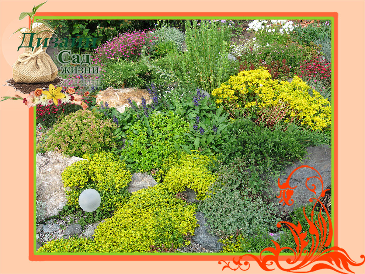 Многолетники, которые легко вырастить из семян