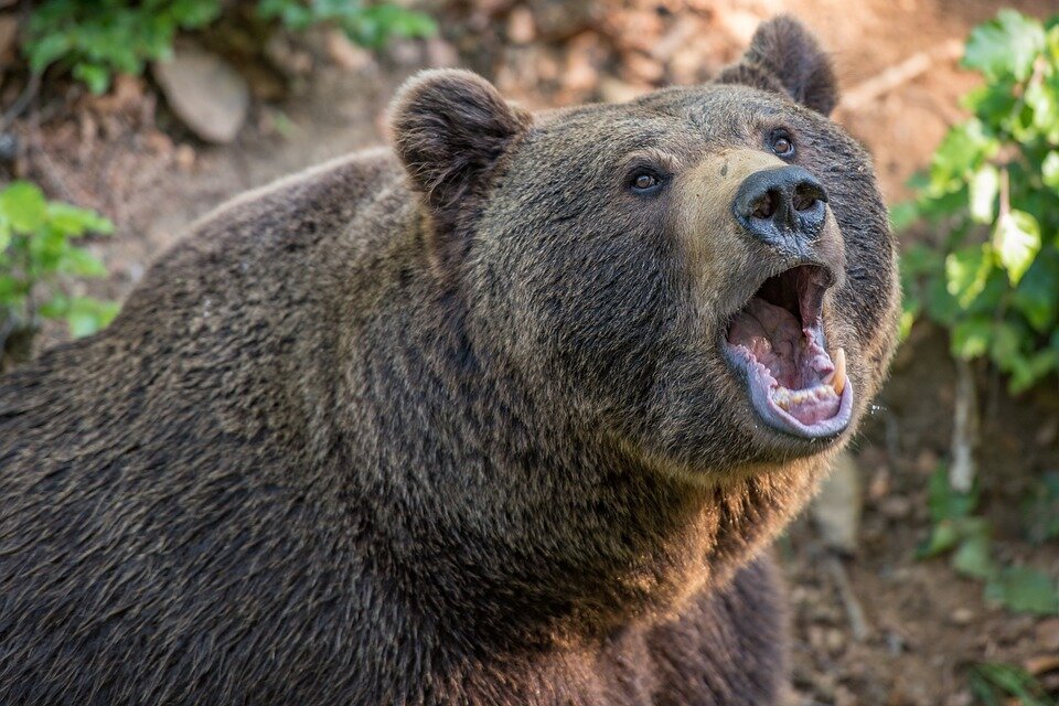 Фото для иллюстрации с сайта https://pixabay.com/ru автор @milesz
