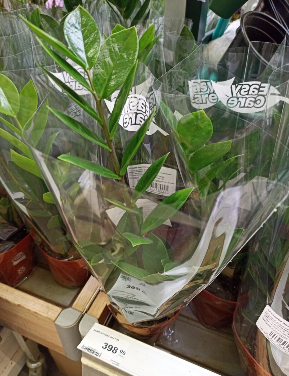 Побывала в цветочном отделе Леруа Мерлен: обзор интересных растений и ...