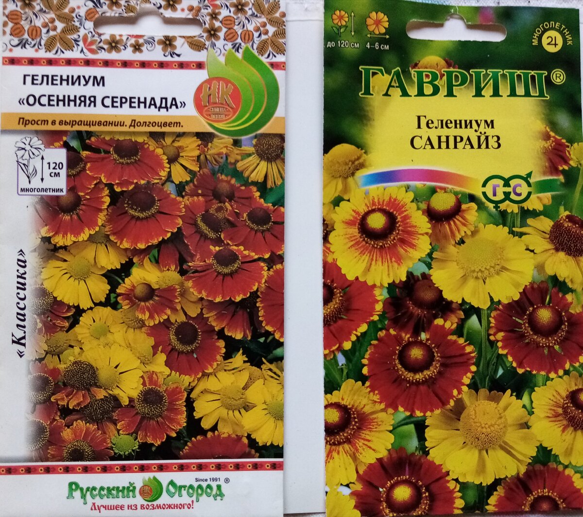 Гелениум семена фото Сравниваю семена гелениума разных фирм Наша жизнь сад и огород Дзен