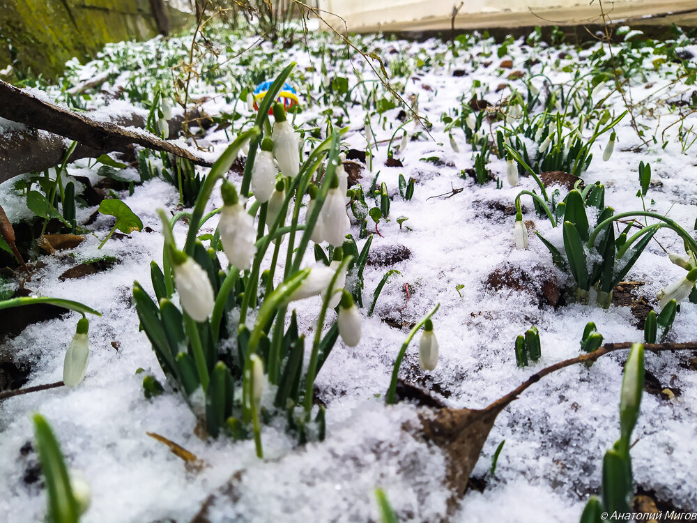 На фото: белые галантусы в снегу.