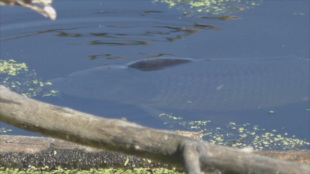 Карп среди коряг