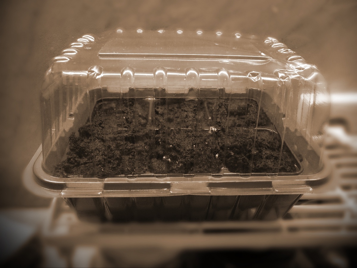 Авторское фото /Ёмкость для выращивания/