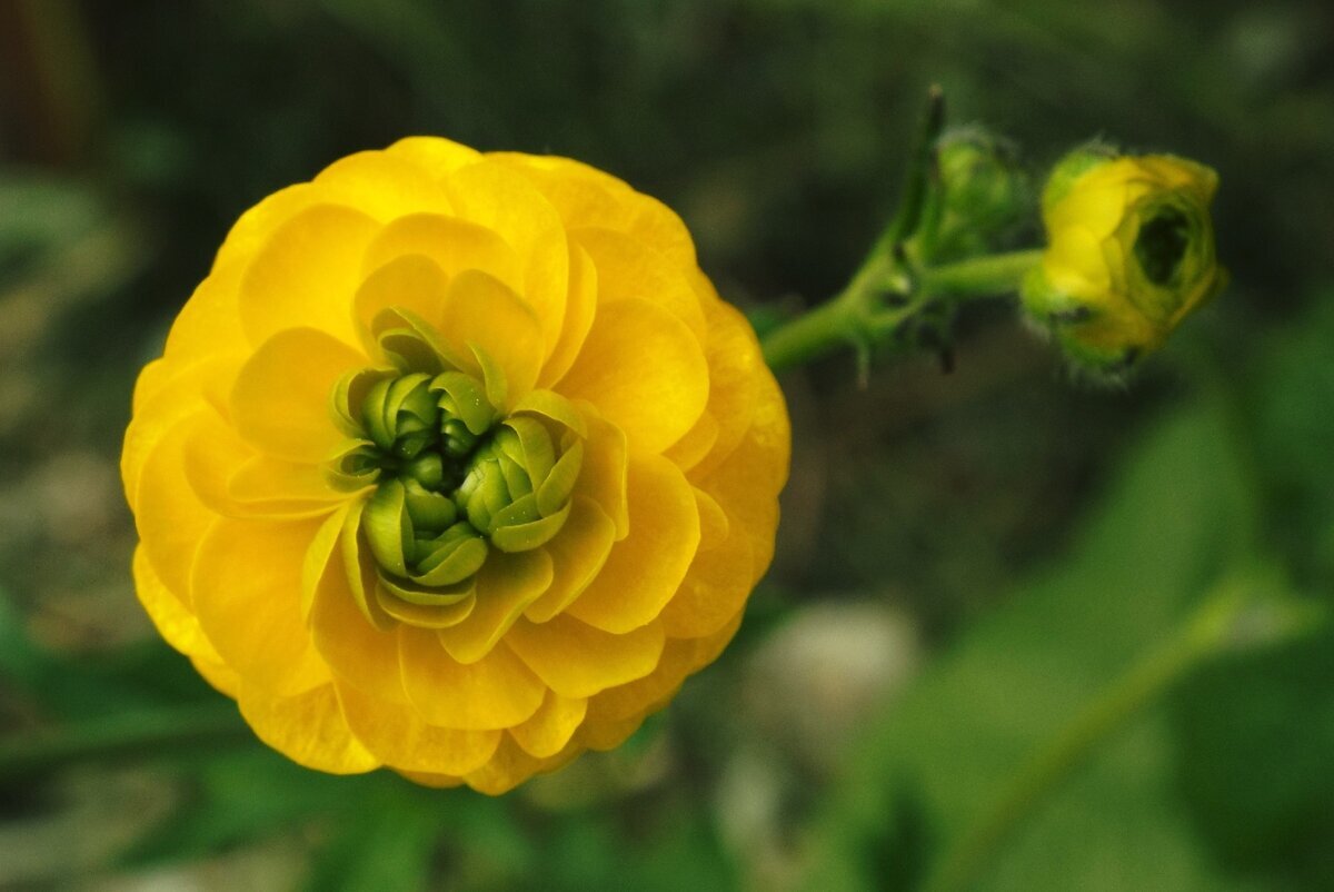 Ранункулюс (лютик) азиатский йеллоу. Лютик болотный. Лютик болотный. Лютики желтые полевые. Фото лютика.