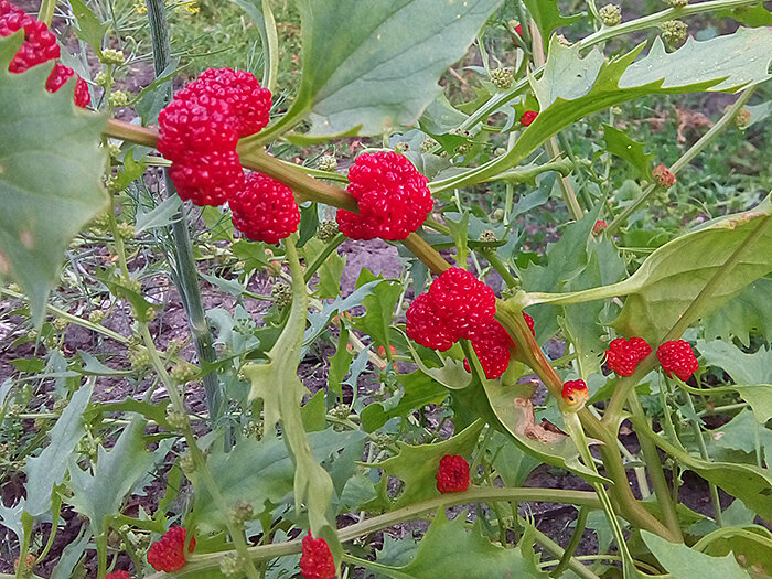Земляничный шпинат в саду