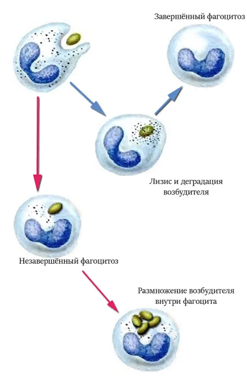 Стадии фагоцитоза схема