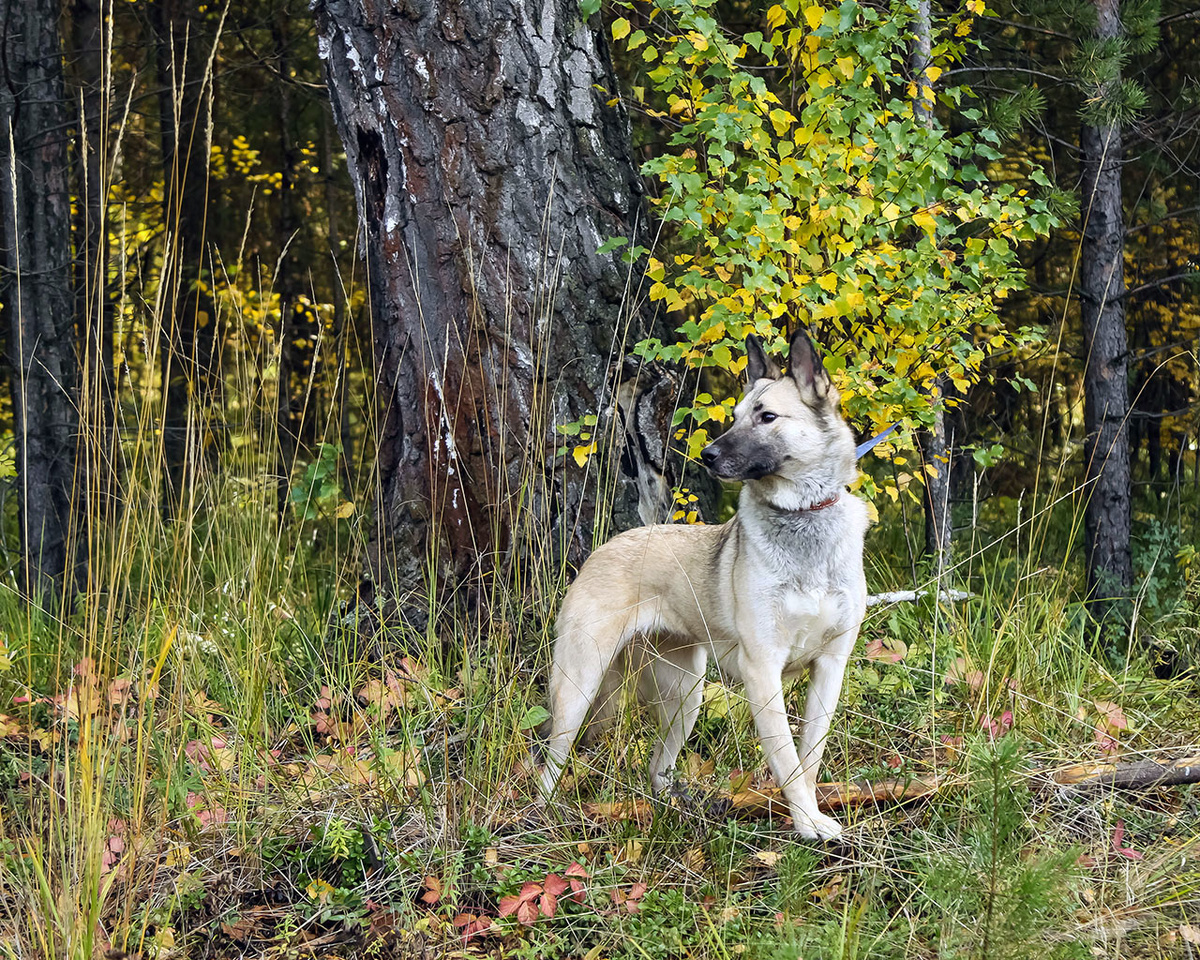 Мона - лесная красавица