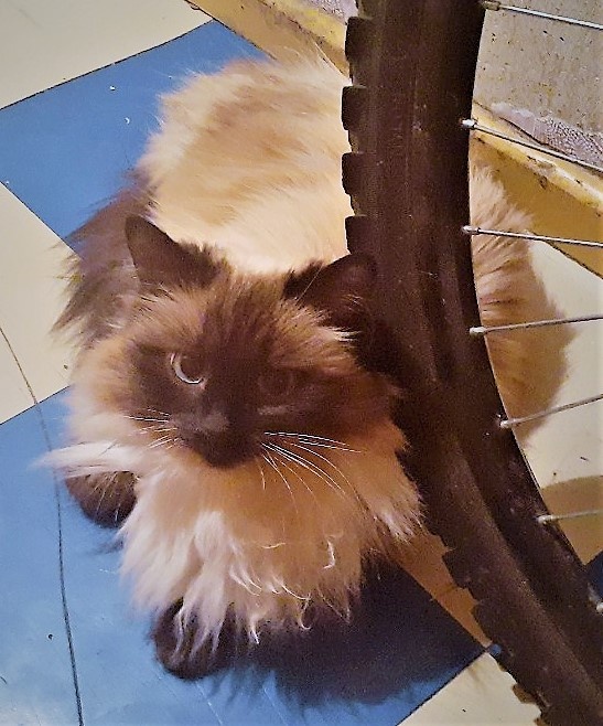 Алиса, новая королева Аквамаринии. Автор фото Александр Волков.20201125_193226