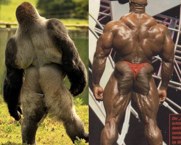 Бодибилдер или горилла, кто сильнее?
