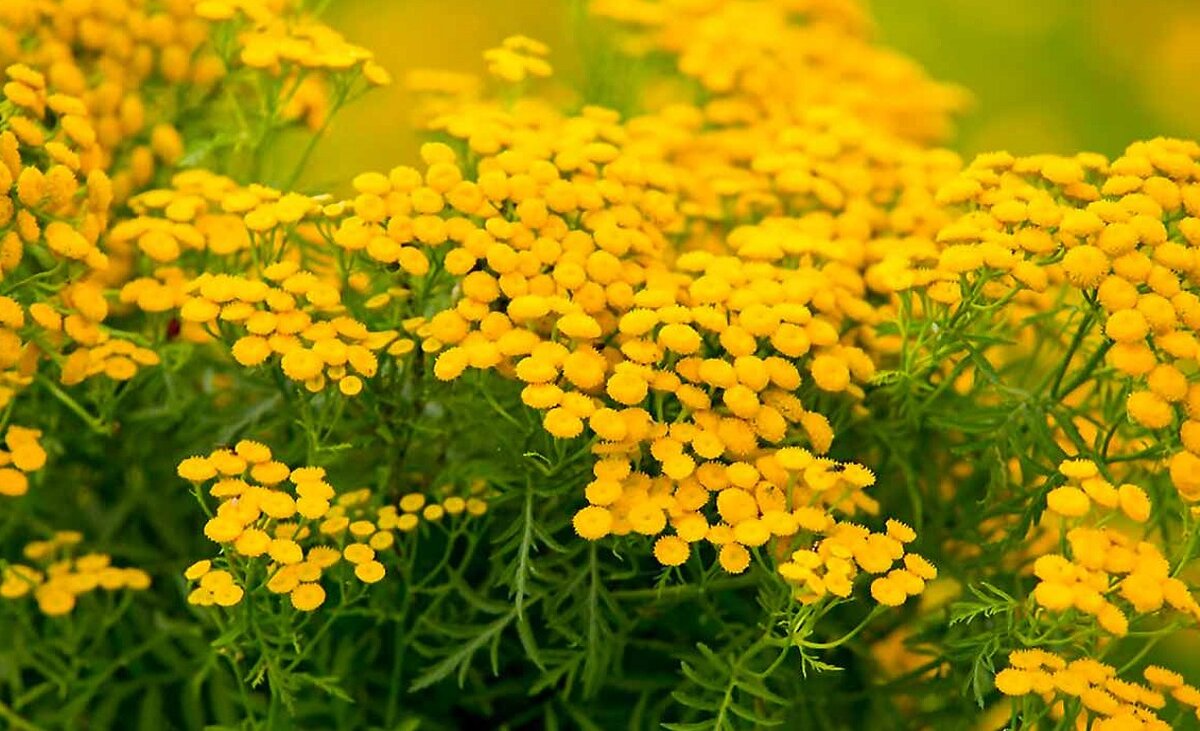 Пижма. Изображение взято с сервиса Яндекс Картинки  