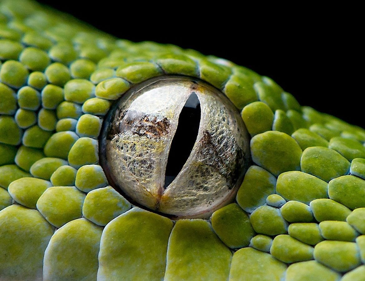 Глаза змеи. Глаз рептилии. Глаз ящерицы.