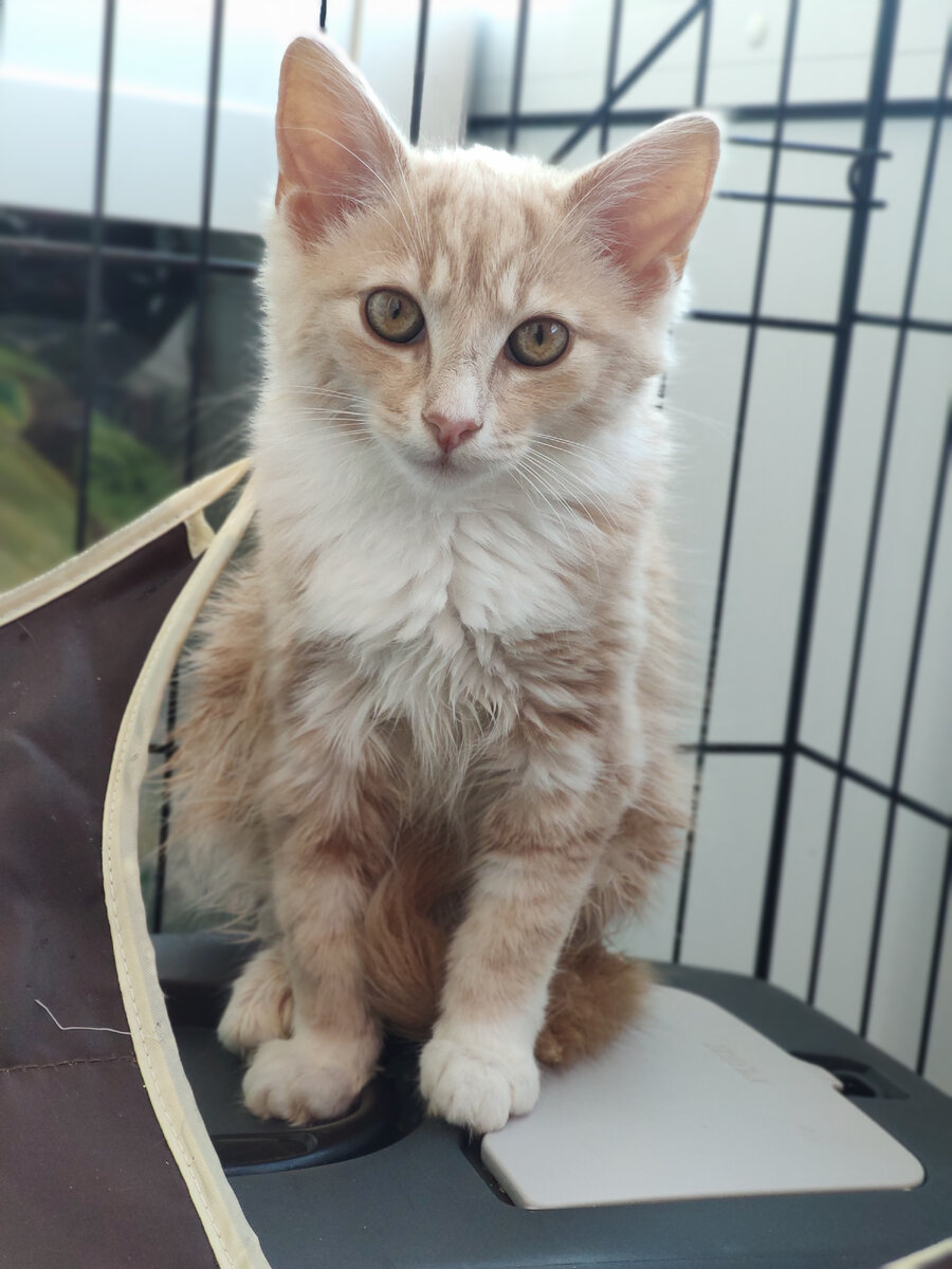 Фото автора. Персея на лечении еще у меня дома в клеточке.