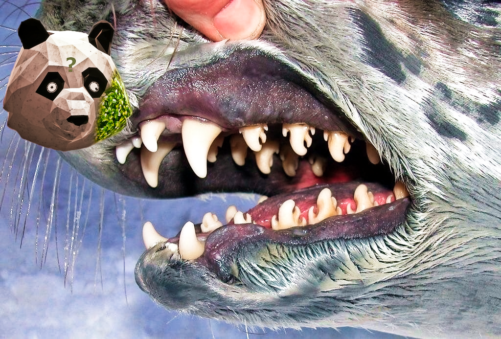 Когда СОВА опять решил понаблюдать за животными: