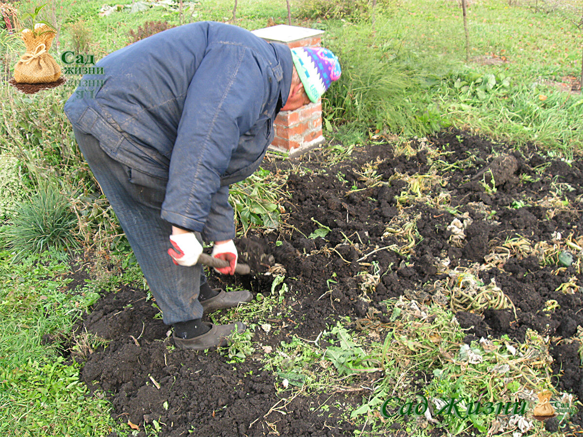 Копать или не копать почву осенью.