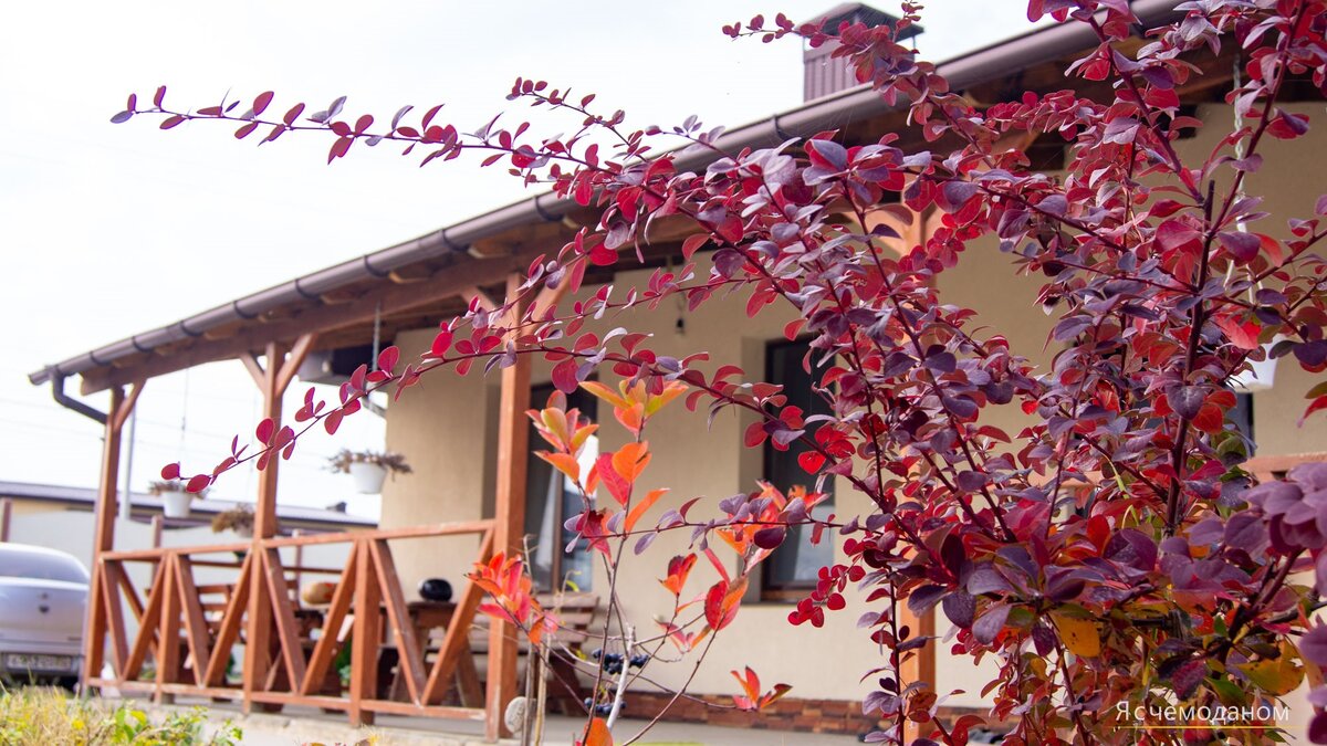 Барбарис Тунберга перед домом, Севастополь, ноябрь 2021
