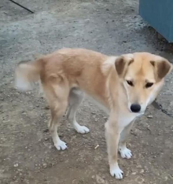 Источник фото: Instagram, аккаунт приюта "Дядя Феникс"