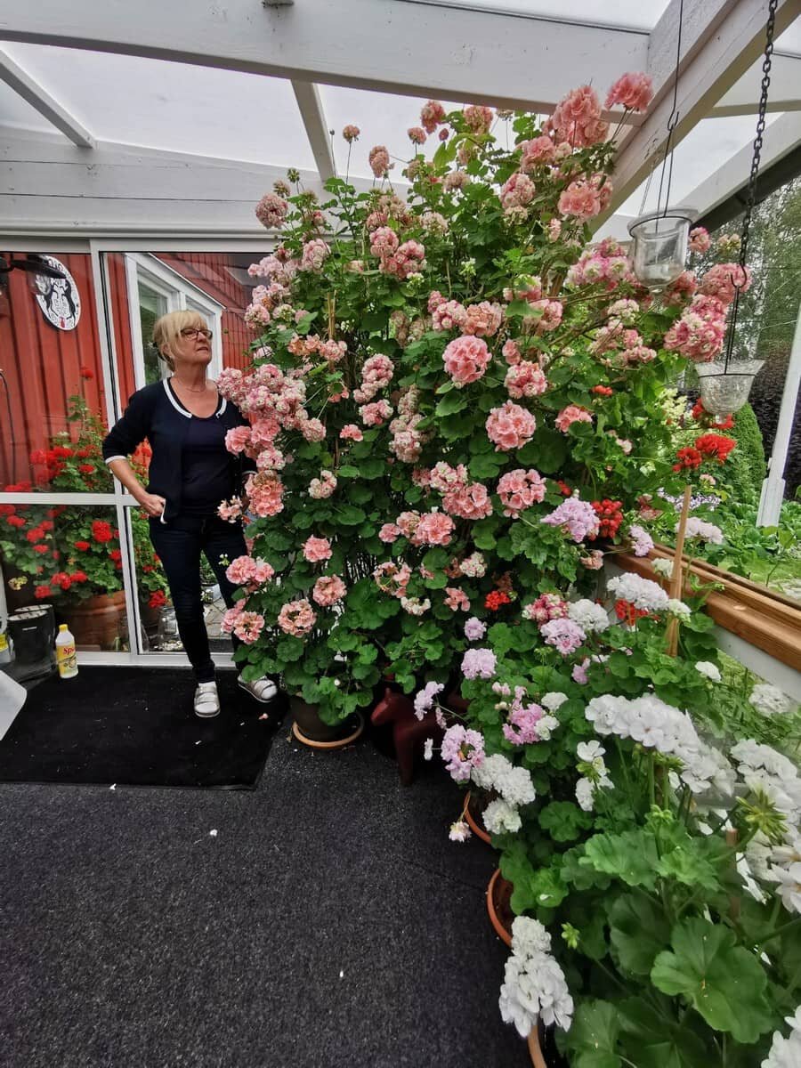Фото с сайта шведских любителей пеларгонии https://pelargoner.ifokus.se/discussion/1497078/stora-pelargoner!