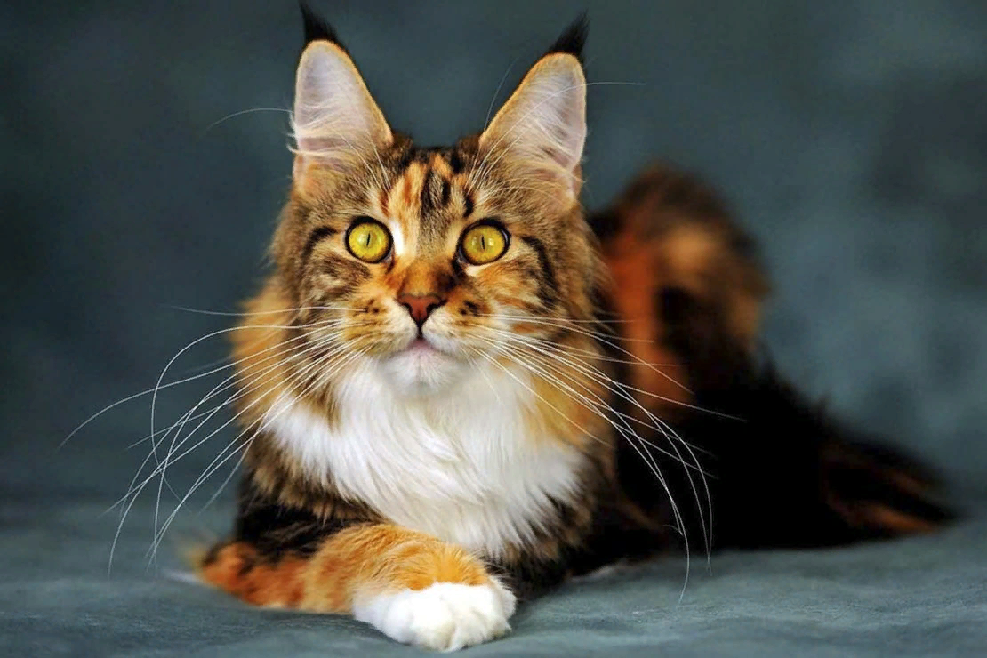 Мейн-куны: все, что нужно знать истинным ценителям крупных кошек