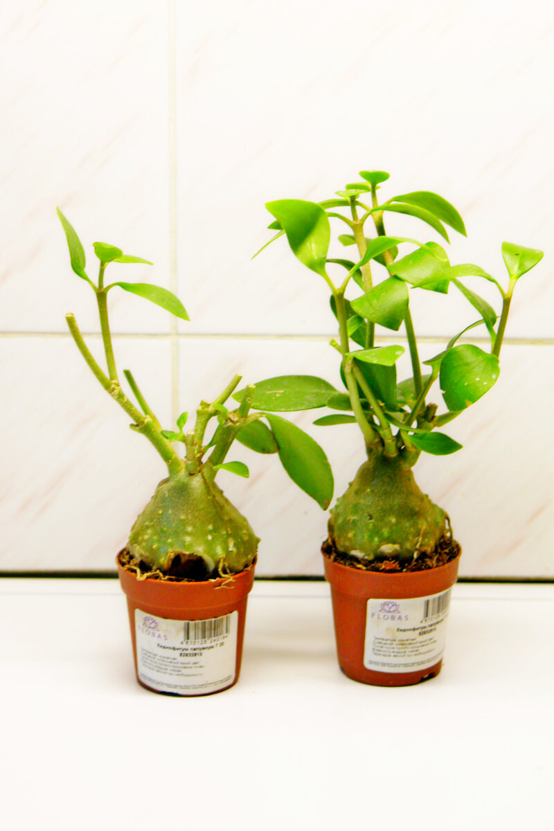 Хиднофитум. Фото и коллекция автора masteritayaplants 2022