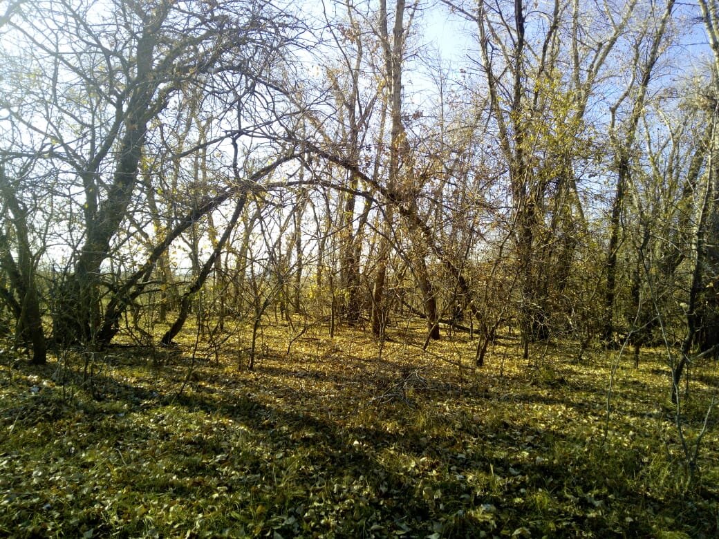    Старые деревья в осеннем лесу пронизаны солнечными лучами. Если присмотреться, то на фото можно заметить, как два дерева образовали живую арку