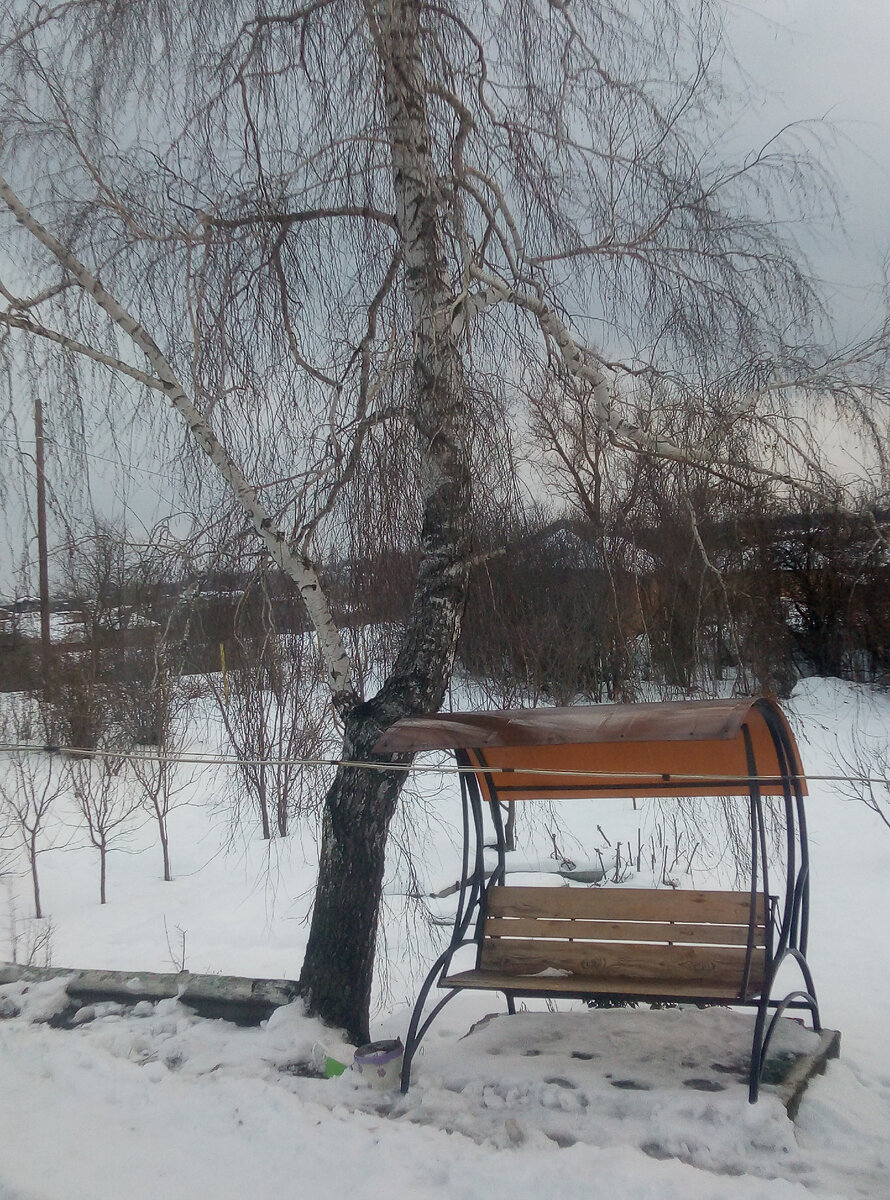 Наша березка - кормилица