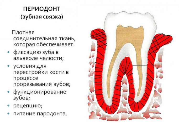 Почему шатаются зубы у взрослых