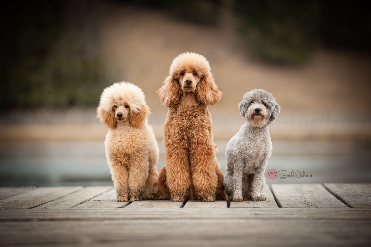 фото: https://lapkins.ru/dog/pudel/