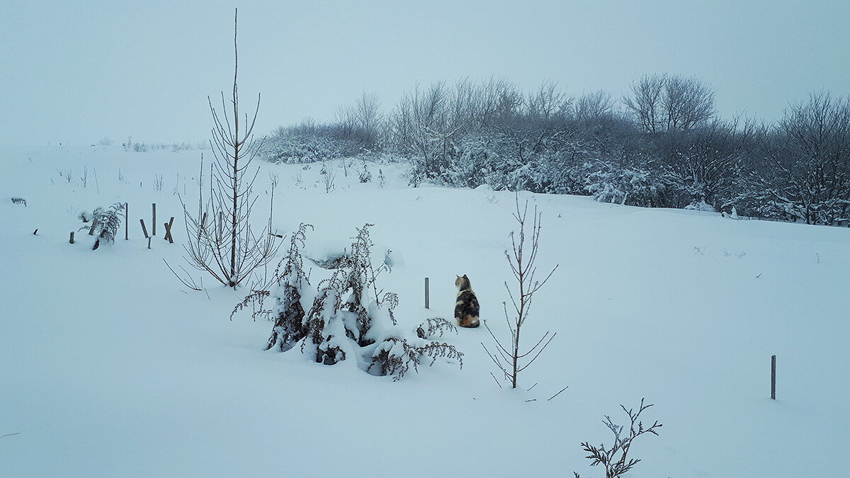 Февральский привет из Русской Селитьбы. ❄⛄ Столько снега за семь лет, что я тут живу, еще никогда не было! Стоит свернуть с прокопанной тропинки, и проваливаешься, где-то по колено, а где-то почти на метр. Легкие кошки бегают по снежному насту, им удобно. Этим летом у нас была засуха - два месяца без дождя, жара 30-40 градусов, трава "сгорела", козам уже нечего было есть на полях к концу августа. Зато сейчас природа восполняет нашу землю осадками. Но я была бы не против, чтобы это было распределено в течение года как-то более равномерно. Куда отправить заявку?)