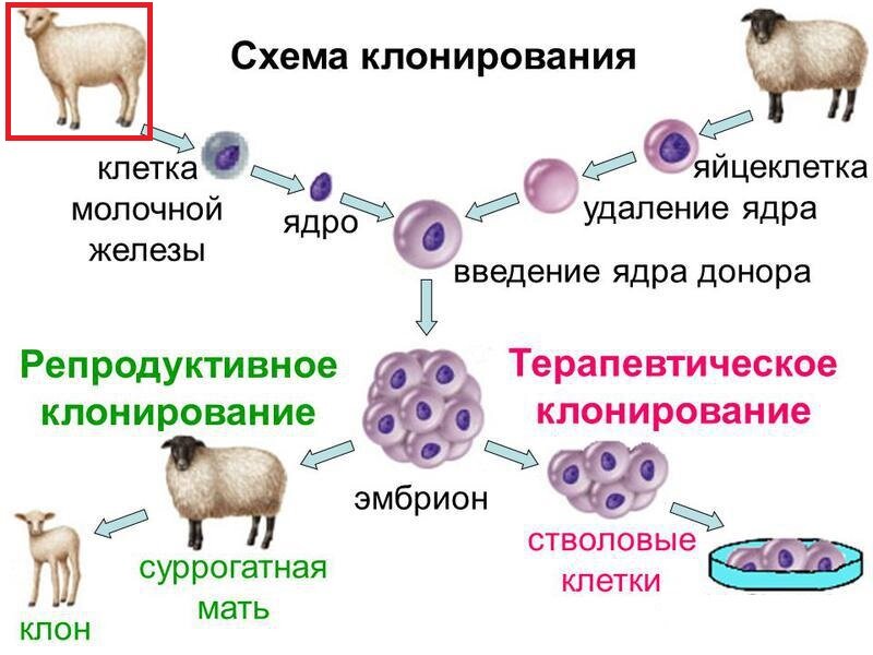 Схема клонирования организмов