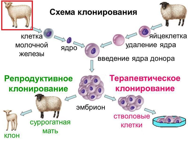 Клонирование животных схема