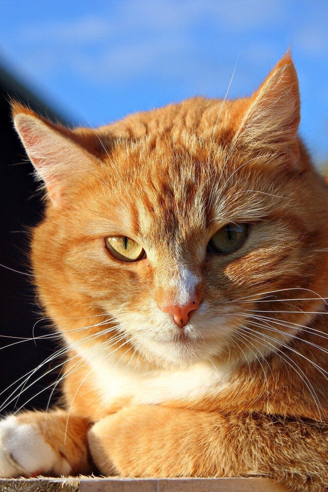 Яндекс картинки-общий доступ 