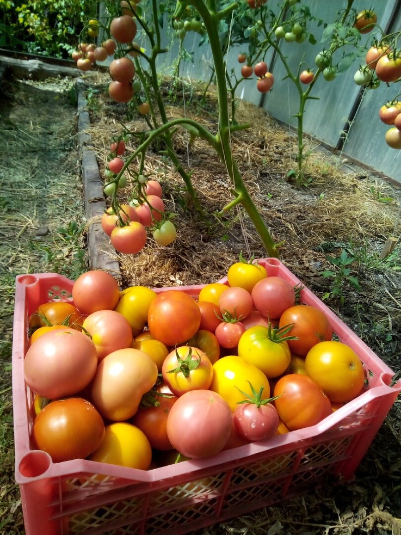 Глаза разбегаются: Поможем выбрать лучшие сорта томатов сибирской селекции