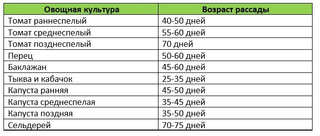 В этом возрасте рассада готова к пересадке в открытый грунт