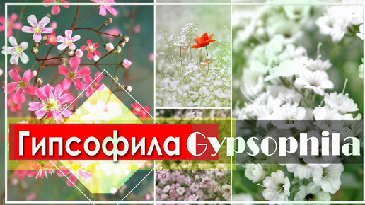 ГИПСОФИЛА (лат. Gypsophila), или перекати-поле, качим, гипсолюбка / ЭНЦИКЛОПЕДИЯ Растений