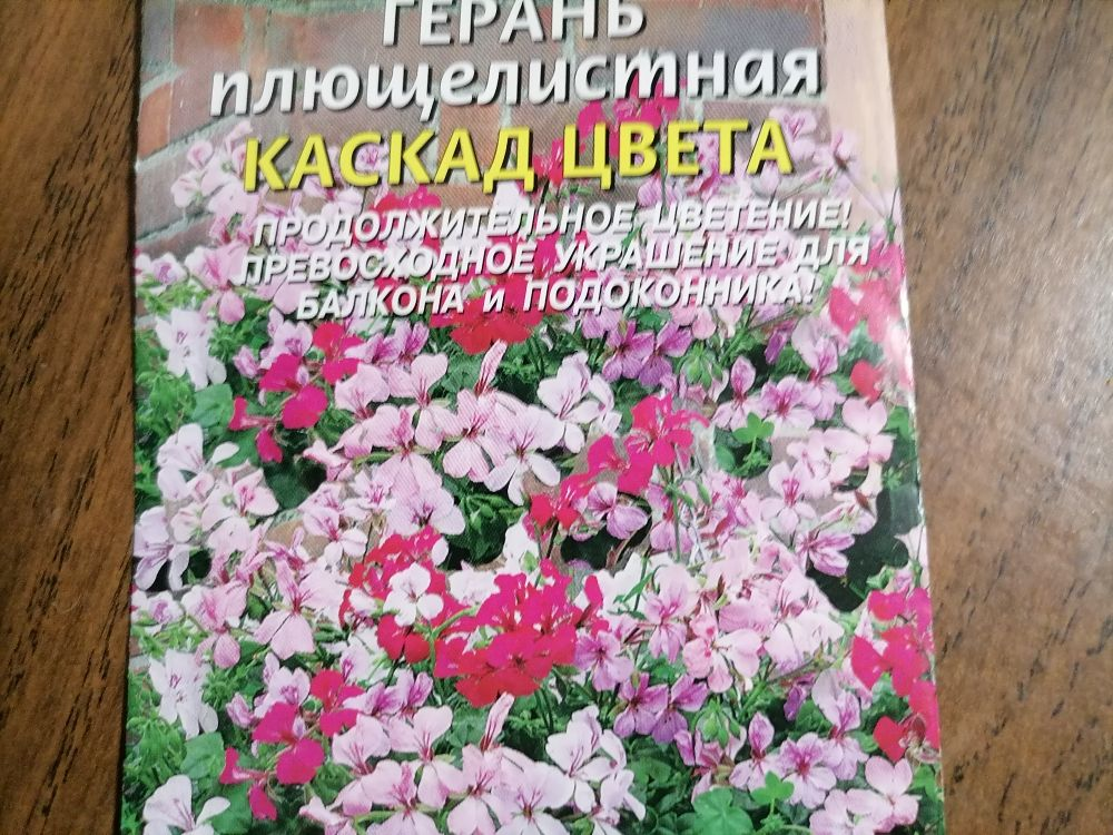 Герань ампельная Уральский Дачник. Пеларгония Каролина плющелистная. Пеларгония плющелистная семенами собрать. В геране где бывают семена.