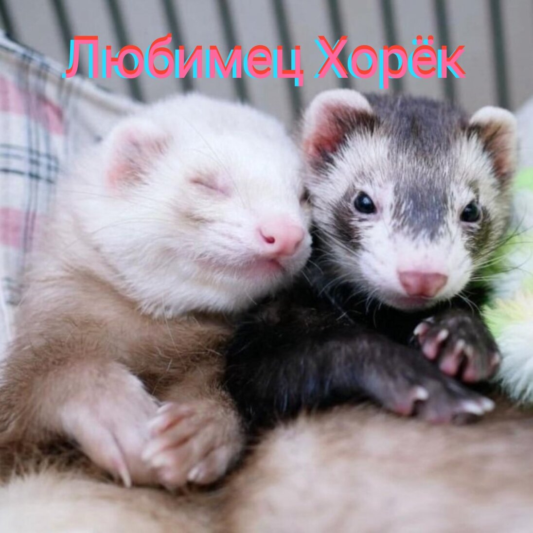 Милые хорьки