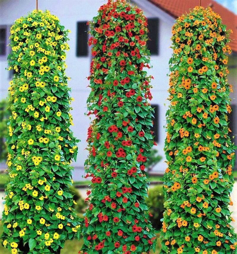 Красивая лиана – яркий вертикальный декор для сада и дома | GardenLife ...