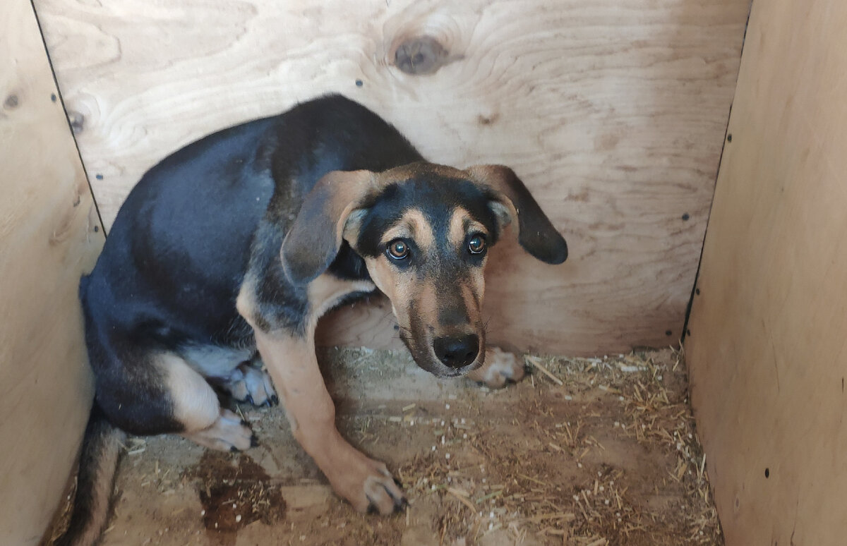 Такими  они  попали  к  нам