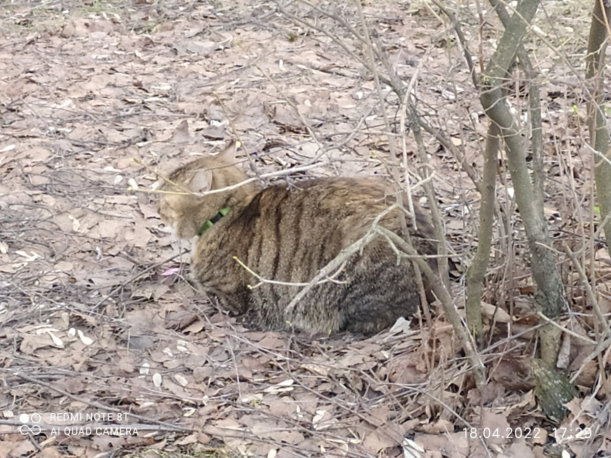 «я лежу вас не трогаю - и вы мимо идите, к кошке не приставайте!»... Фото автора.