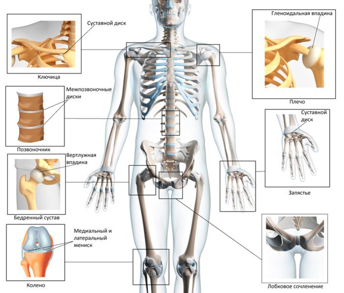 Все суставы человека на картинке