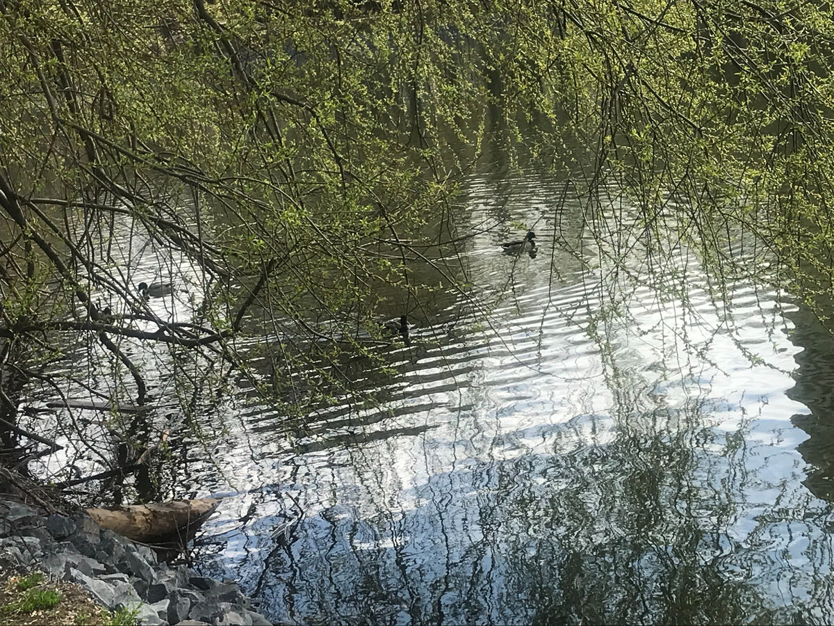 Фото автора. Московский прудик