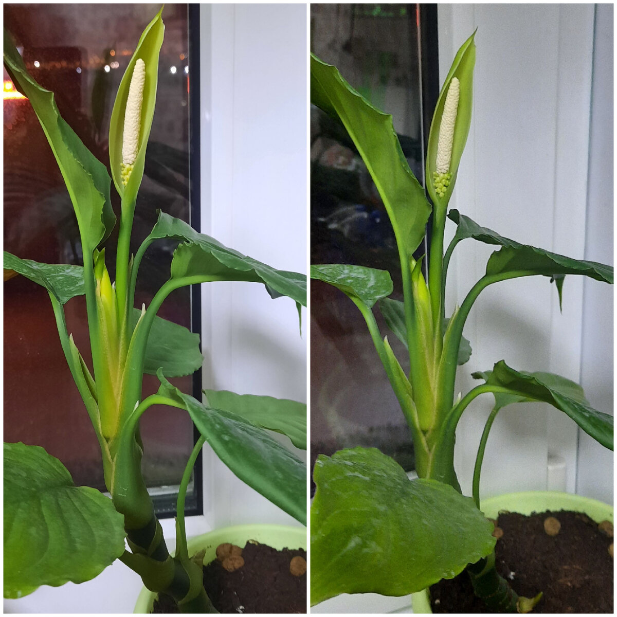 Моя аглаонема.