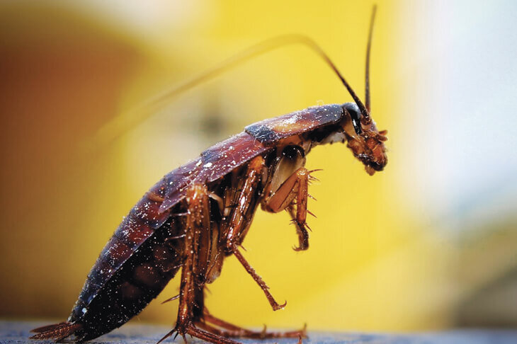 Как долго живут тараканы❓